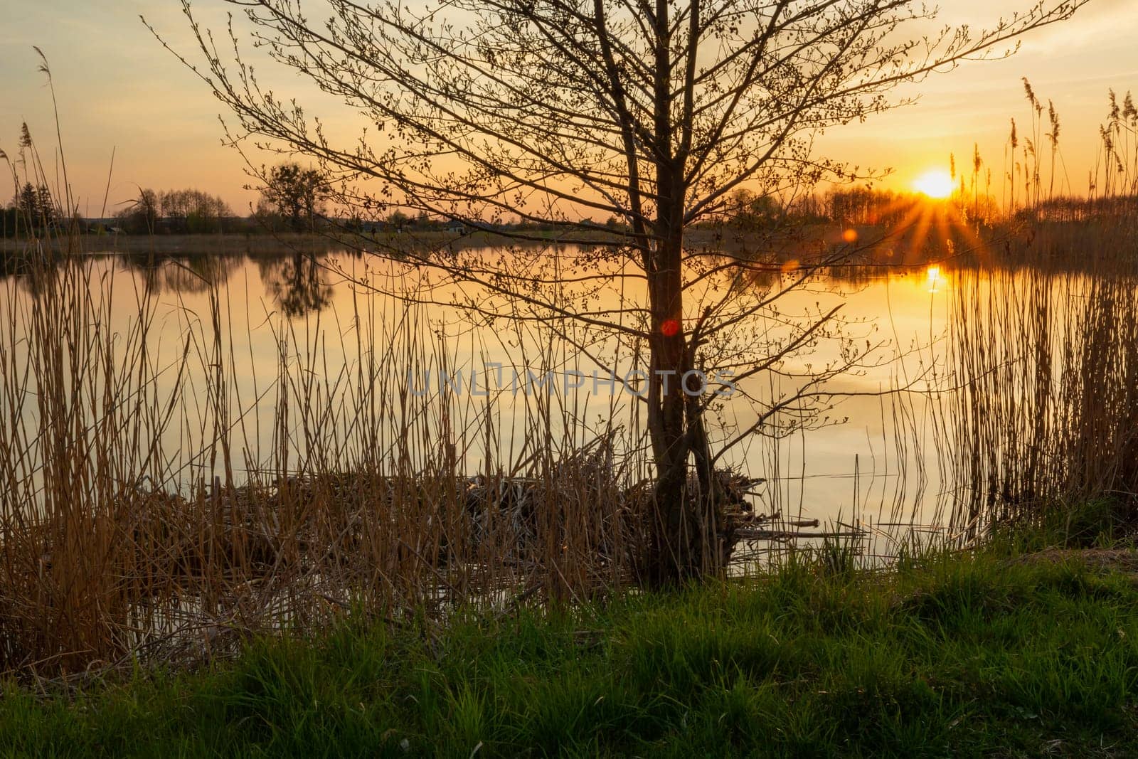 Sunset and tree on the shore of the lake, Stankow, Poland