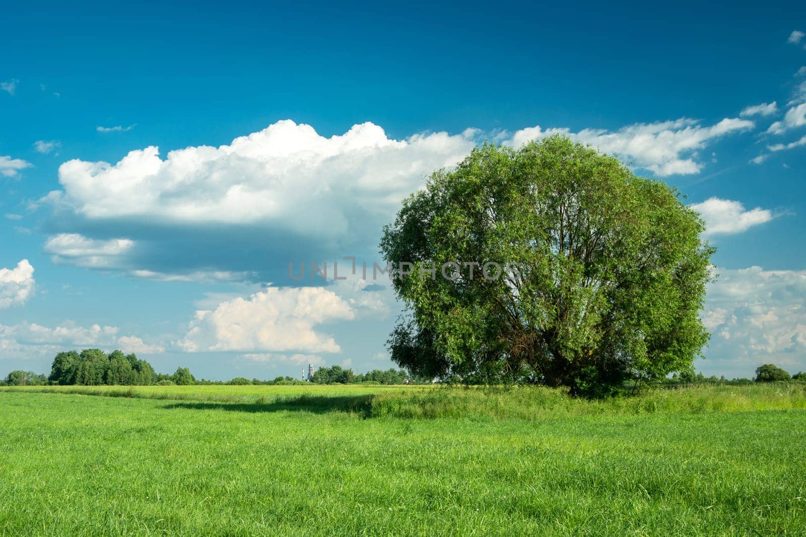 Large tree on green meadow and blue sky, Nowiny, Poland