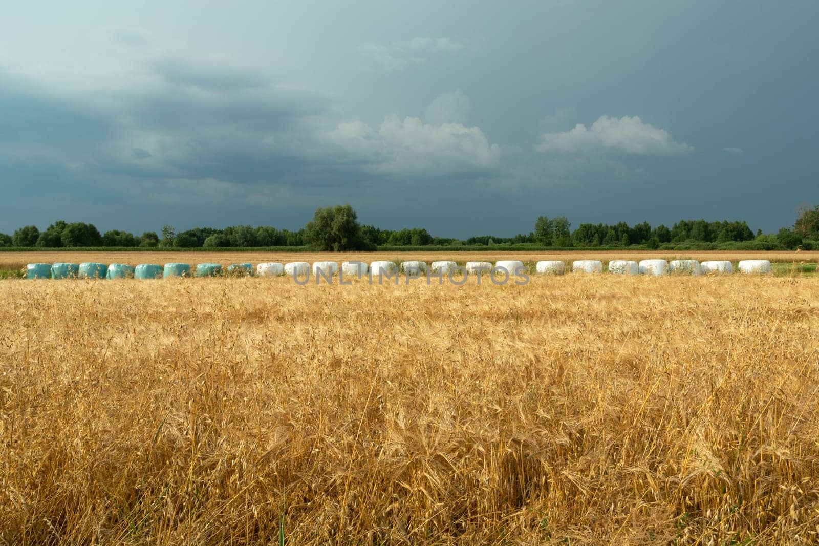 Golden field of grain and cloudy sky, Nowiny, Poland