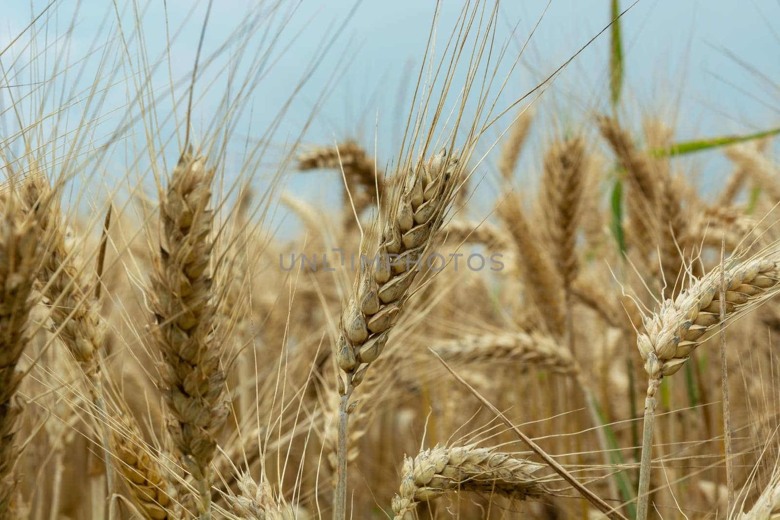 Ears of grain close-up, view in a july day, Nowiny, Poland