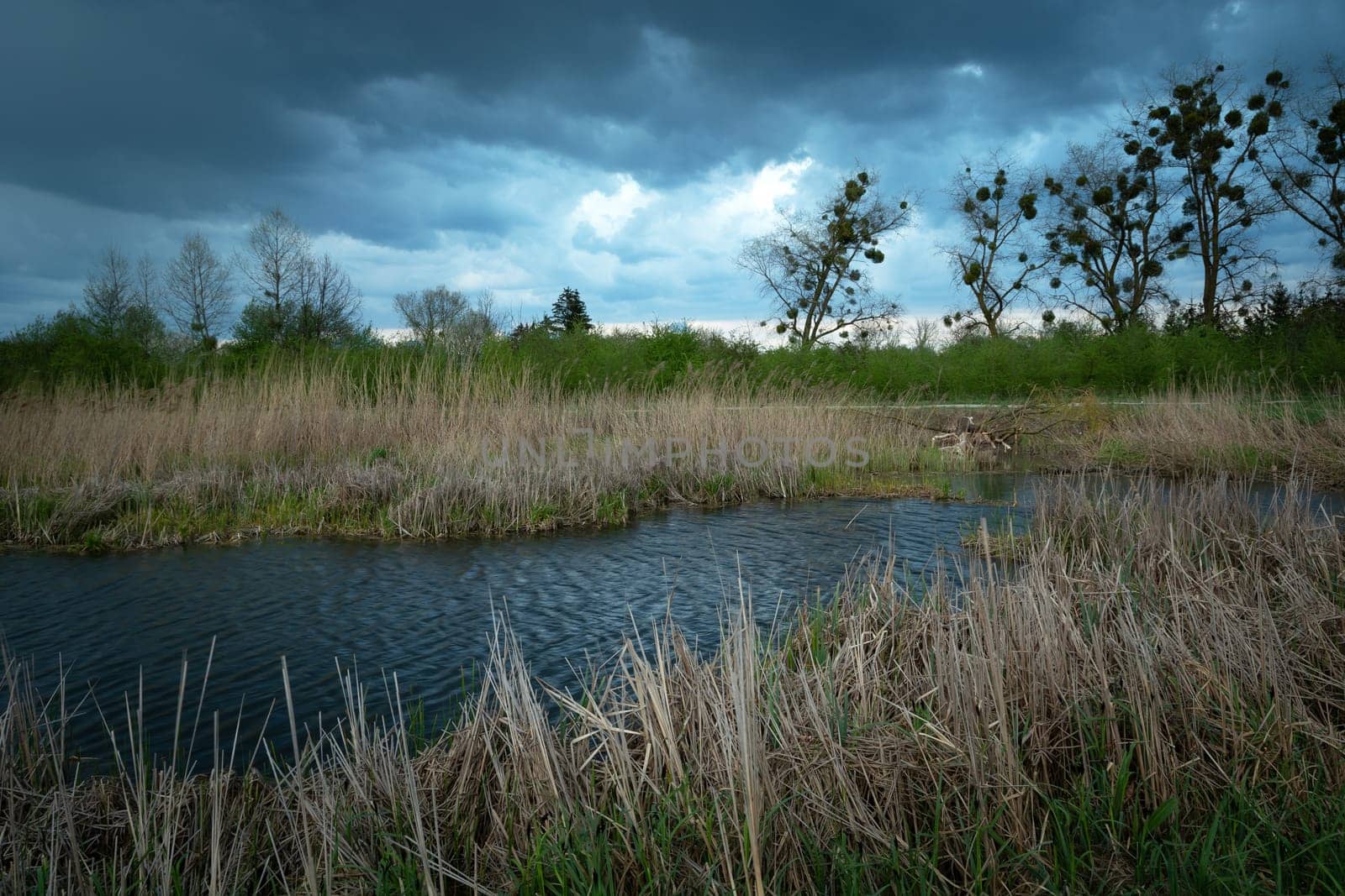 Dark clouds over the pond with reeds, Stankow, Poland