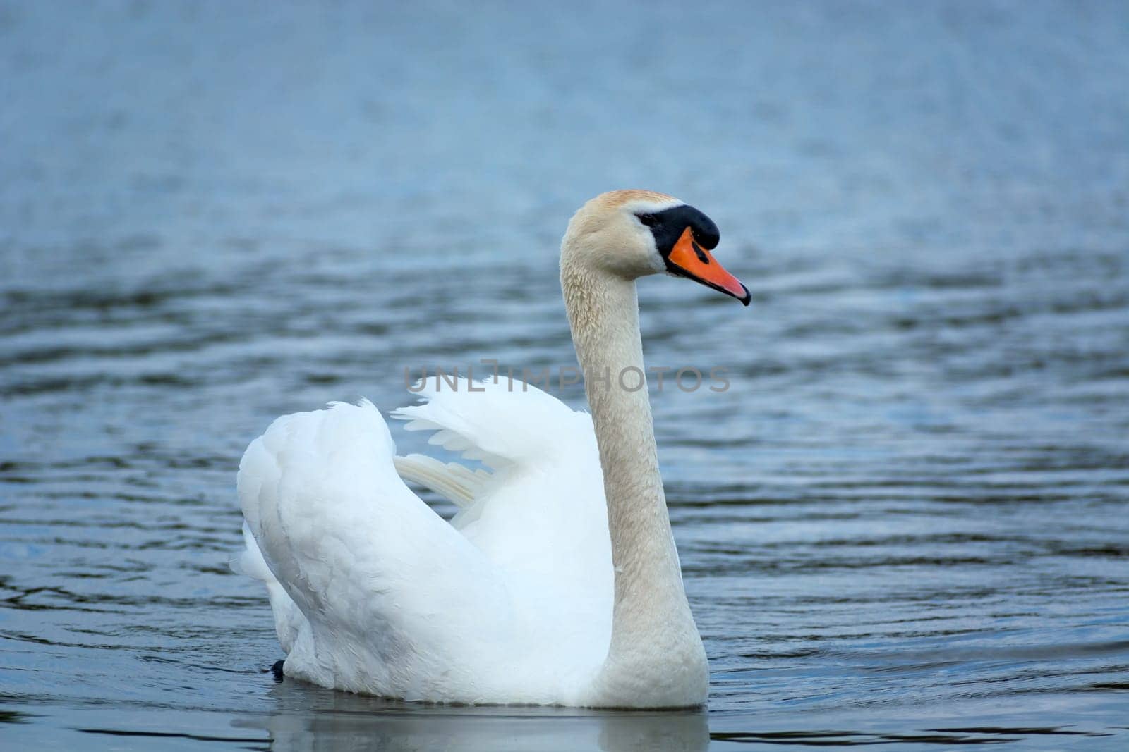 A white swan floating on the water, Stankow, Poland