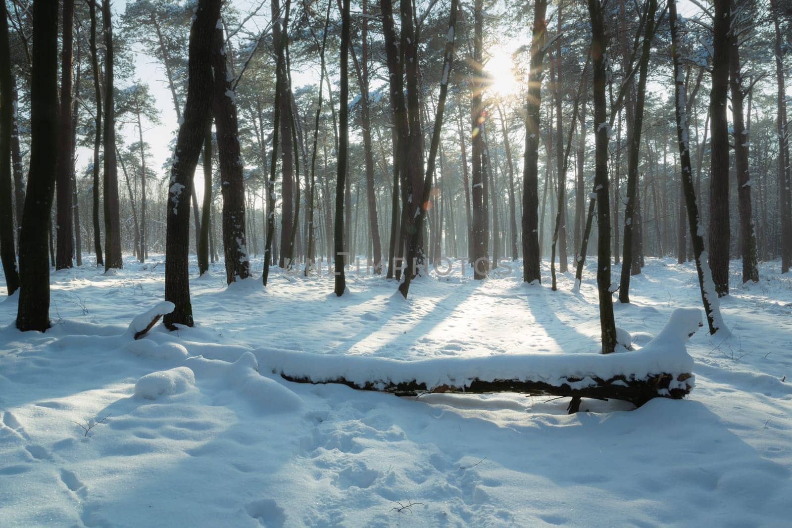 Glare of the sun in the winter forest, Chelm, Lubelskie, Poland