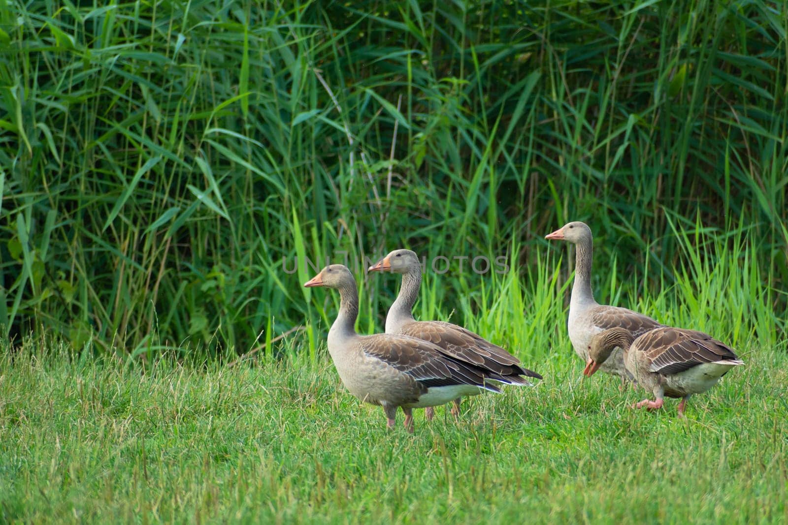 Gray geese on a green meadow and reeds, Stankow, Poland