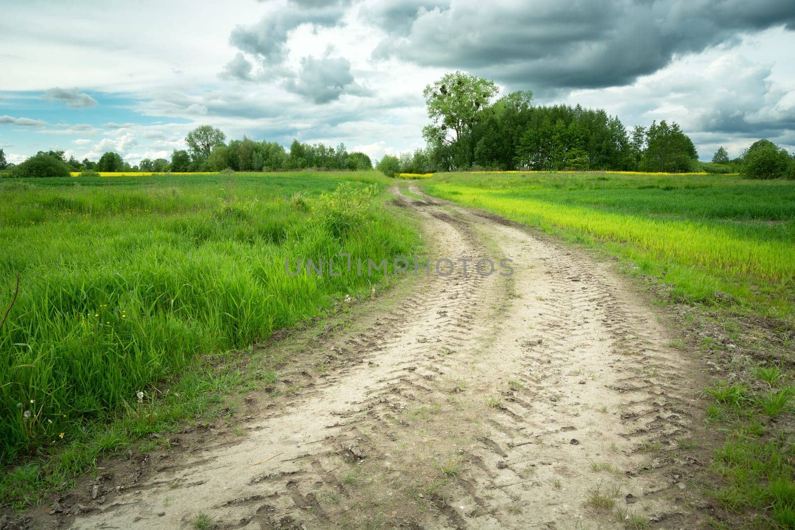 Dirt road in green fields and cloudy sky, Zarzecze, Poland