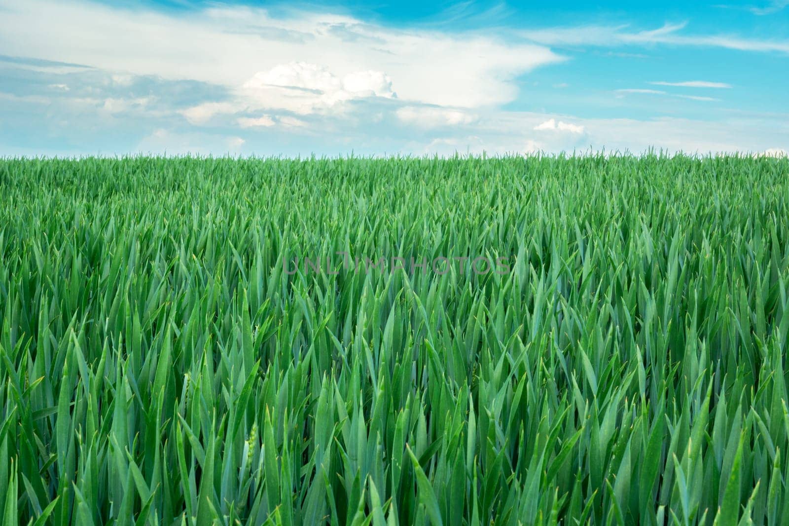 Green grain field, horizon and sky with clouds, Staw, Lubelskie, Poland