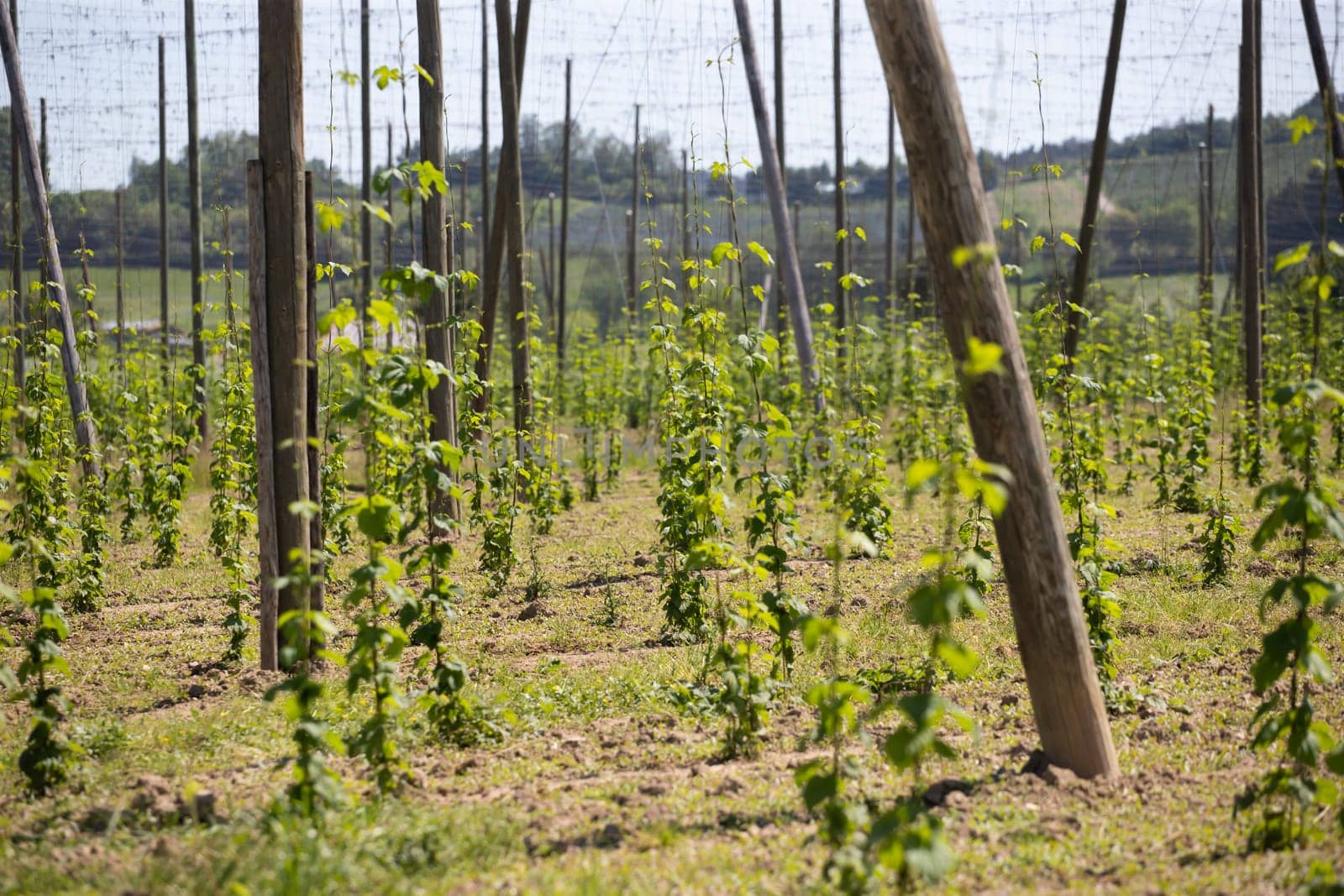 Vineyards in the spring, near Lake Constance, Germany