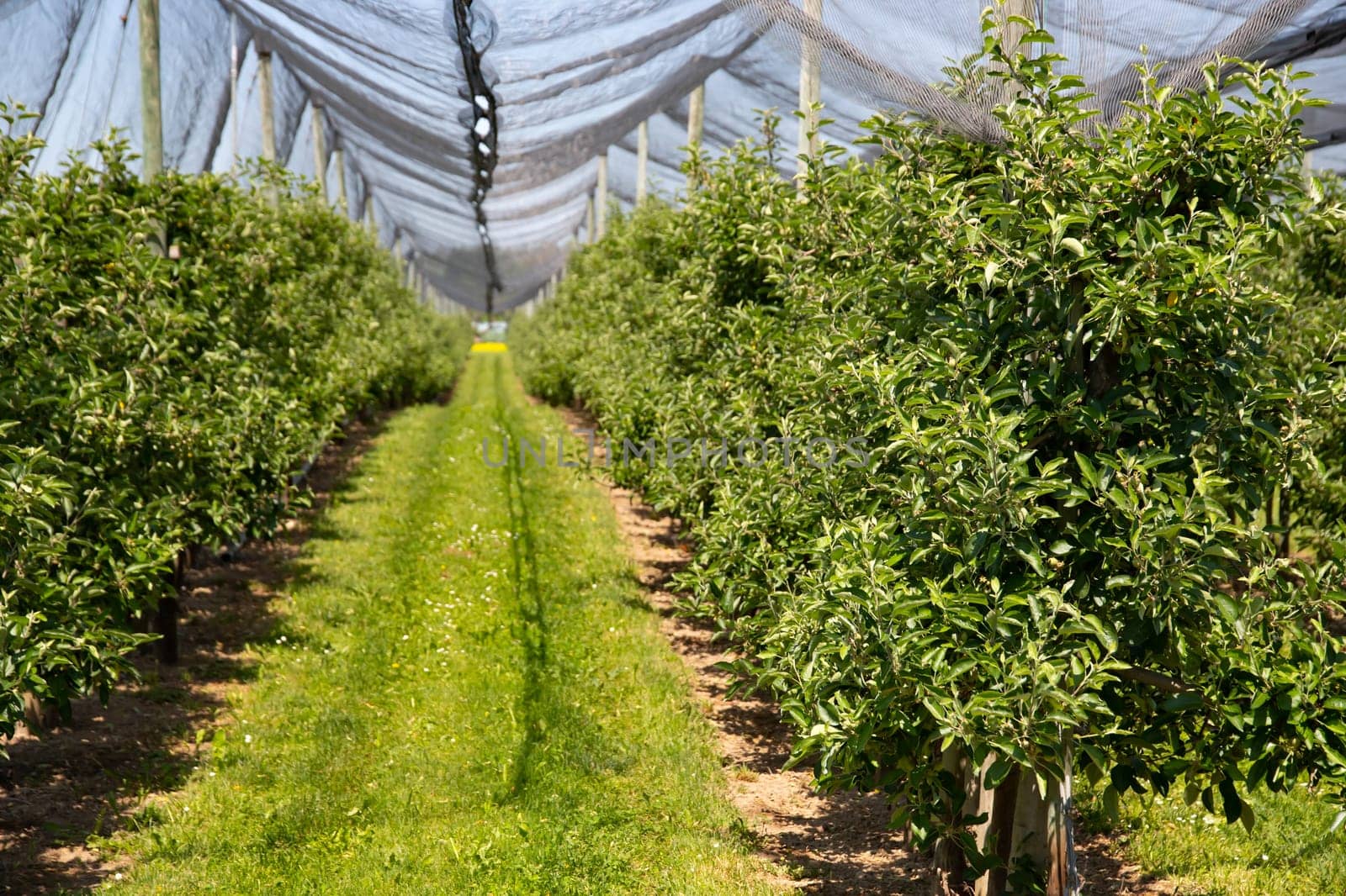Modern apple orchard with protective nets against hail in spring