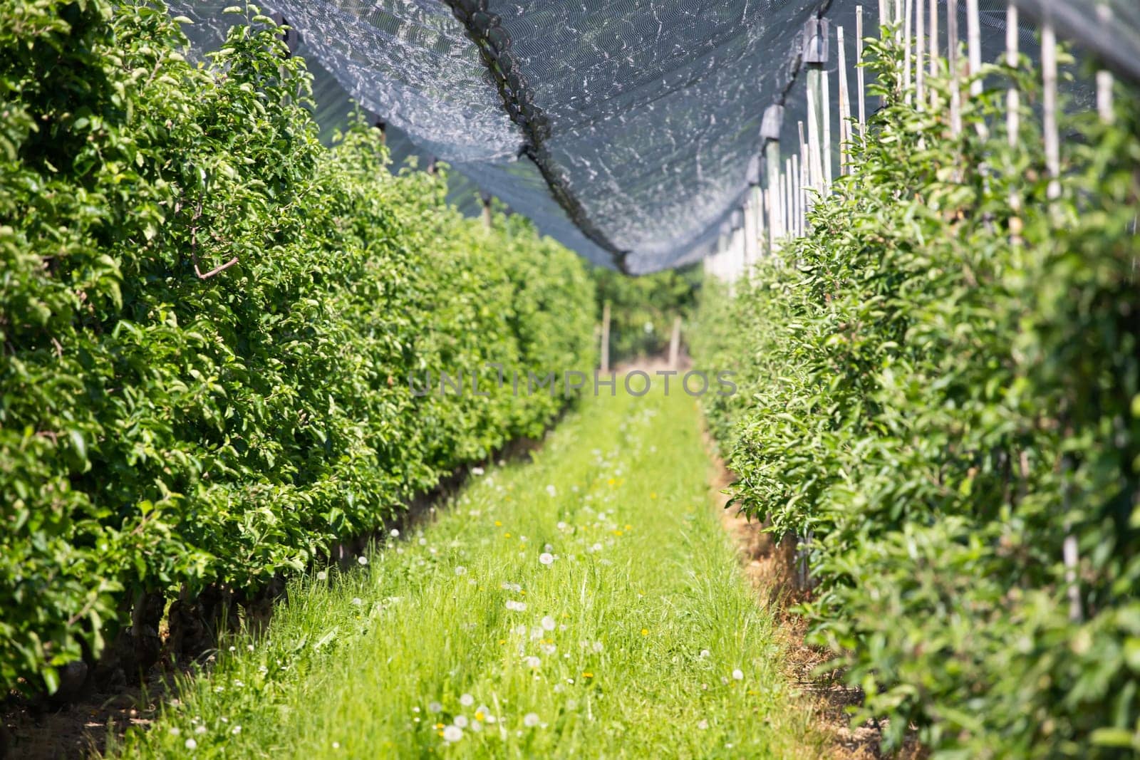 Modern apple orchard with protective nets against hail in spring