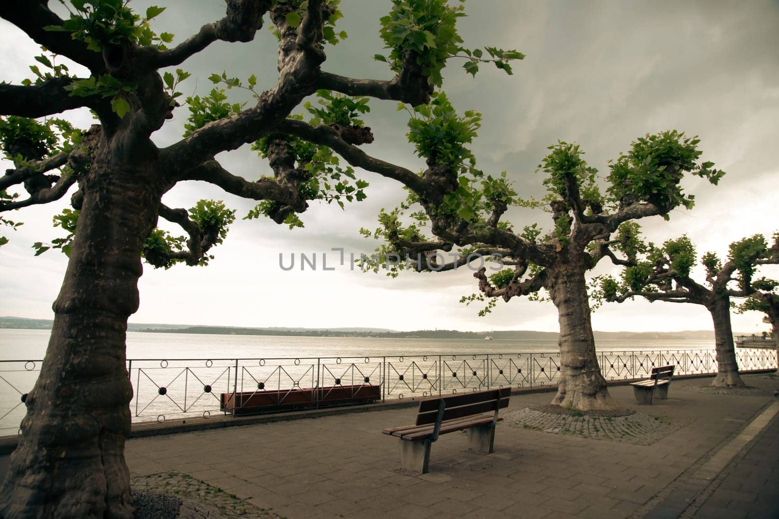 Bench and platanus tree with beautiful view over Lake Constance, Meersburg, Germany