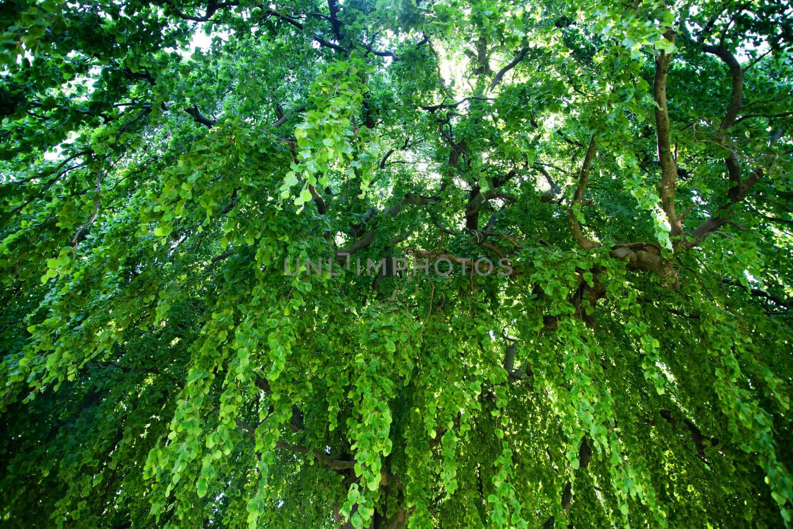 Abstrac background of fresh new green leaves glowing in sunlight. Environment ecology or greenery wallpaper