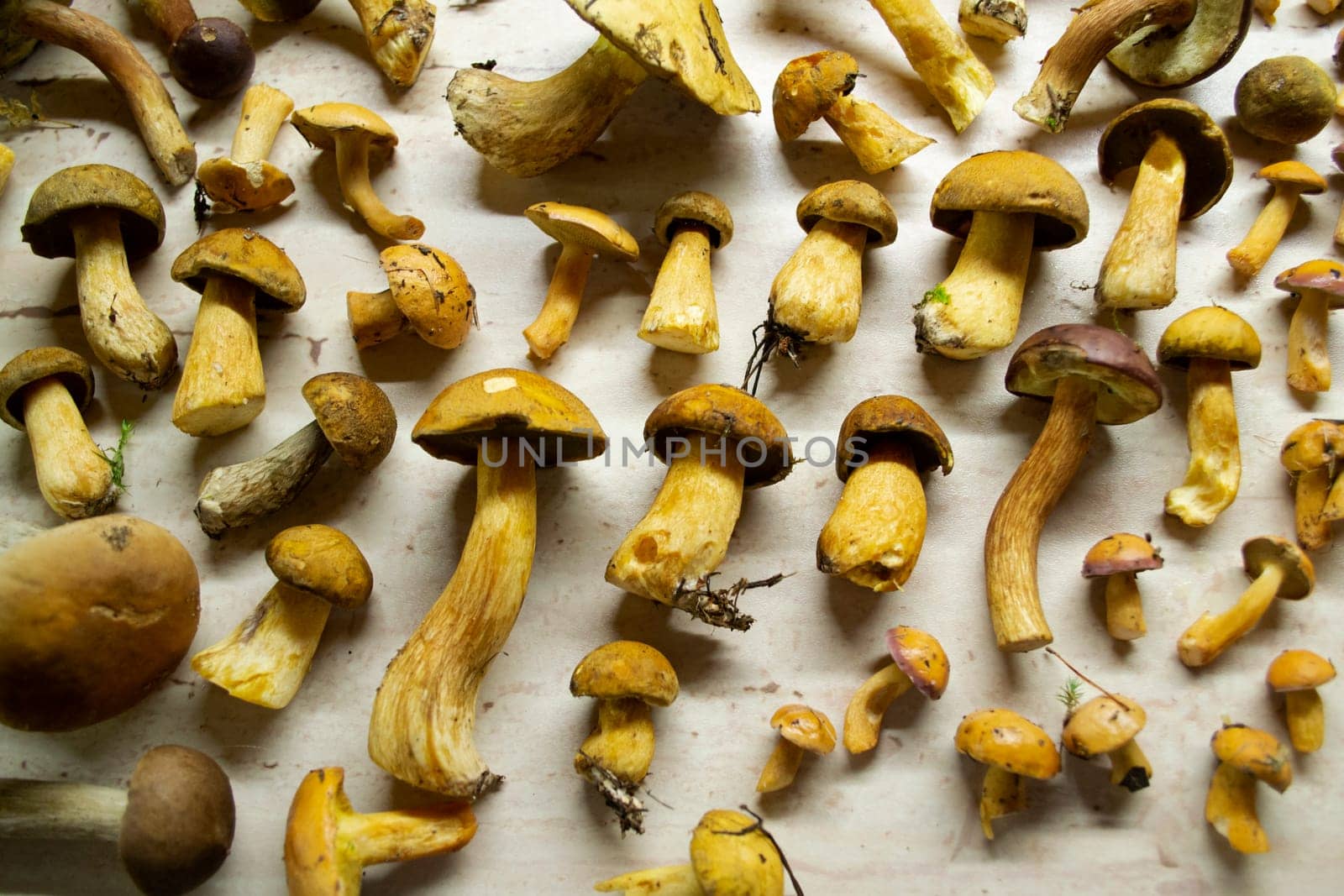 Forest edible mushroom top view. Xerocomus subtomentosus on rustic table.