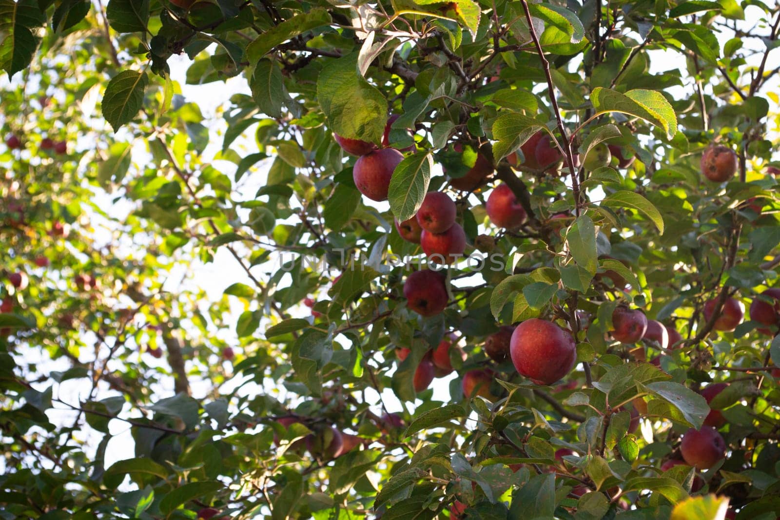 An apple tree full of ripe red apples in an orchard, close up