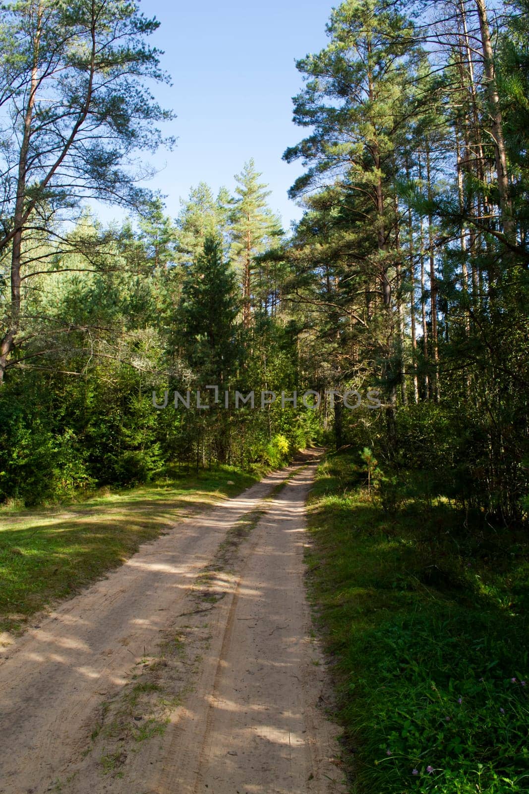 Road in the wild pine forest in Belarus