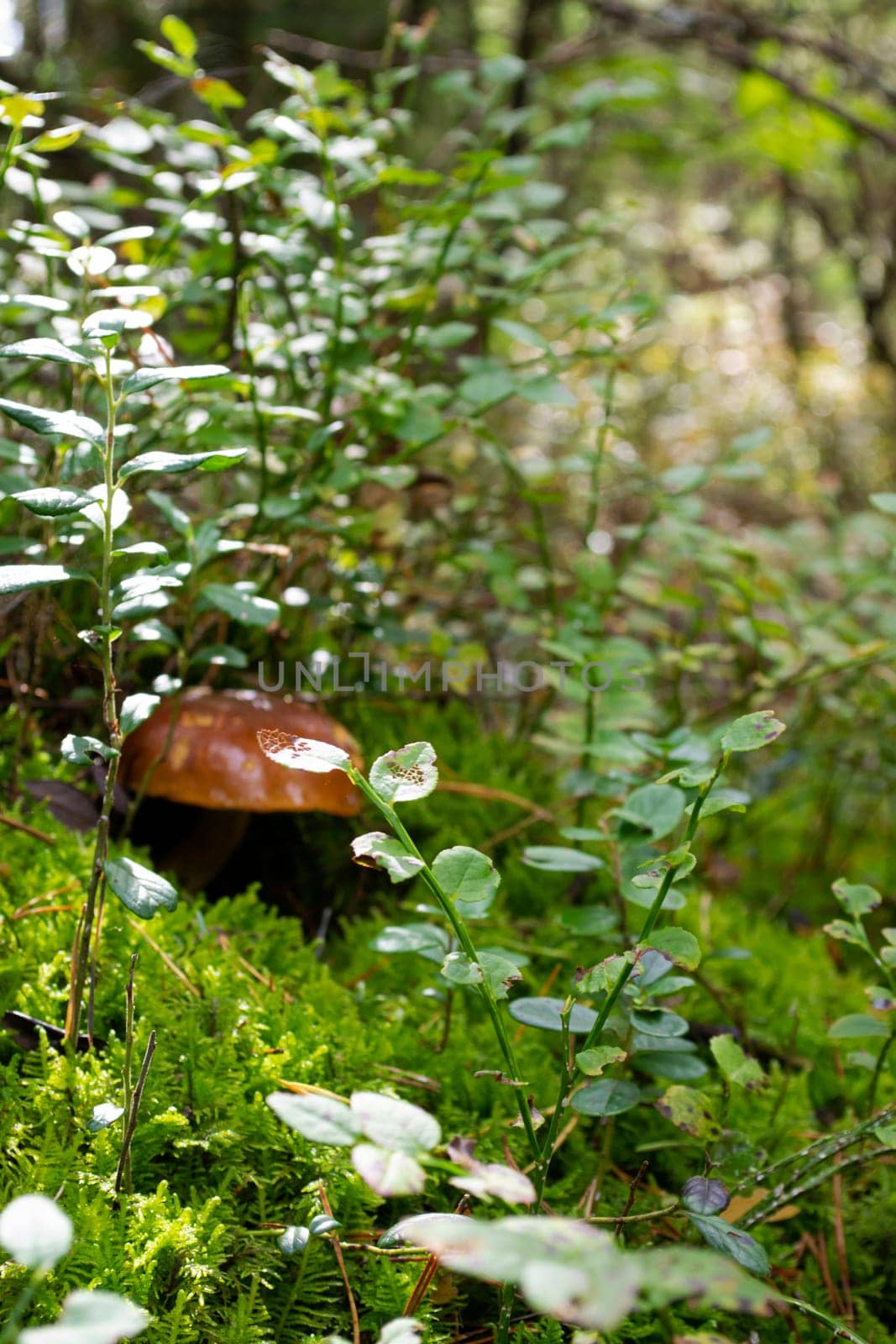 A chestnut cep xerocomus badius on moss in a wild forest with bokeh in the background, vertical image