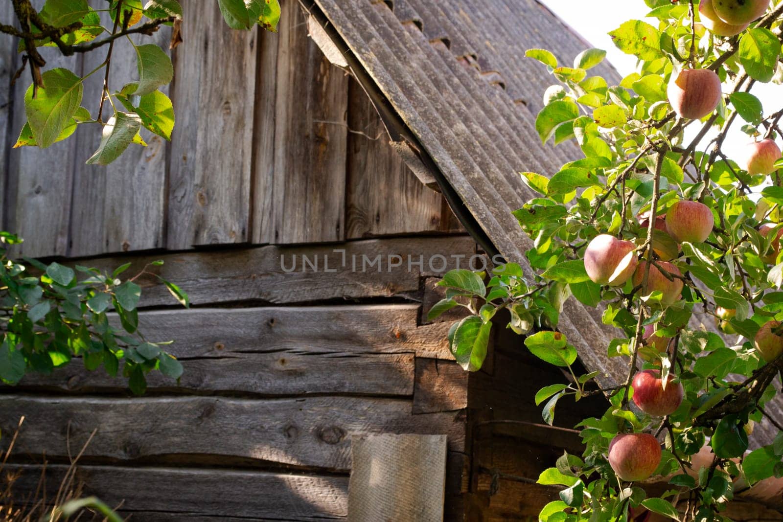 intricate ornamental sculpture of old apple branches tree next to a dilapidated barn. Village sujet