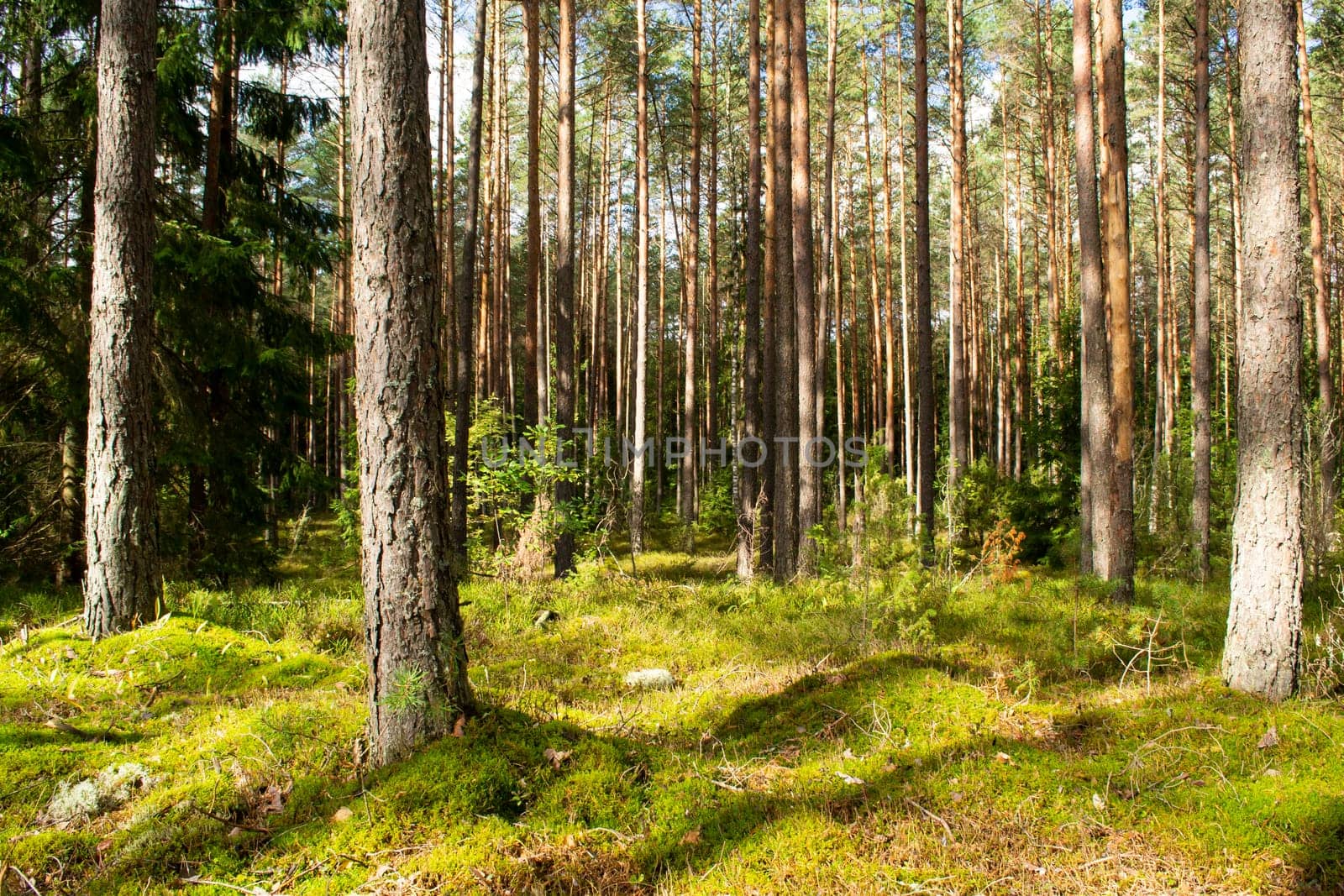 Background pine forest with green lush blueberry grass and moss. Sunny day in forest of Belarus