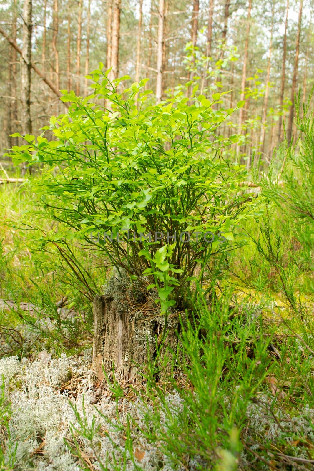 Young green leaves of blueberry growing on a tree stump in the forest, vertical image