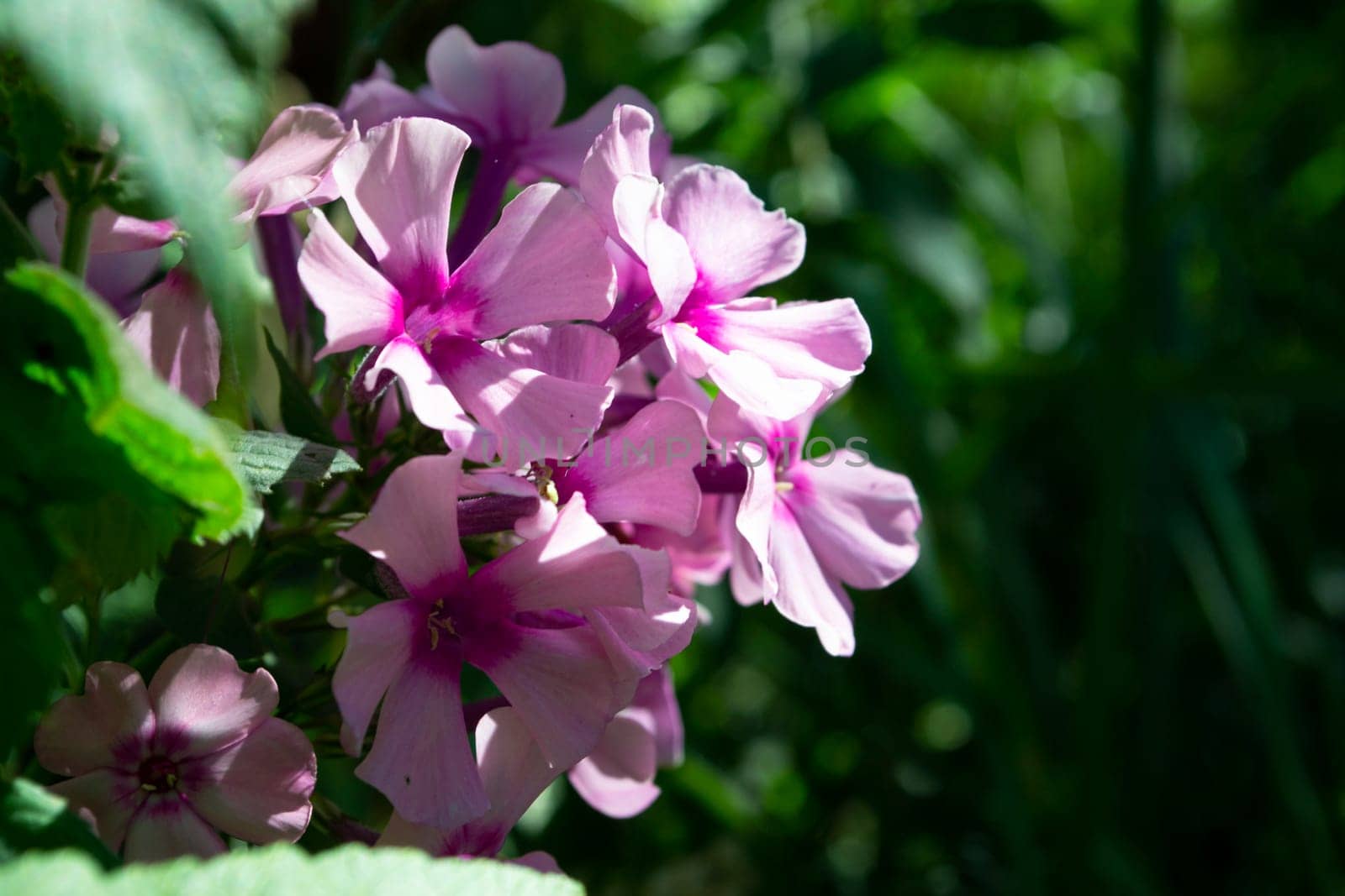 Blooming pink or violet phlox macro on a summer sunny day. Purple phloxes flowers close up photo in the summer garden. A flowering plant in sunlight with pink petals floral background.