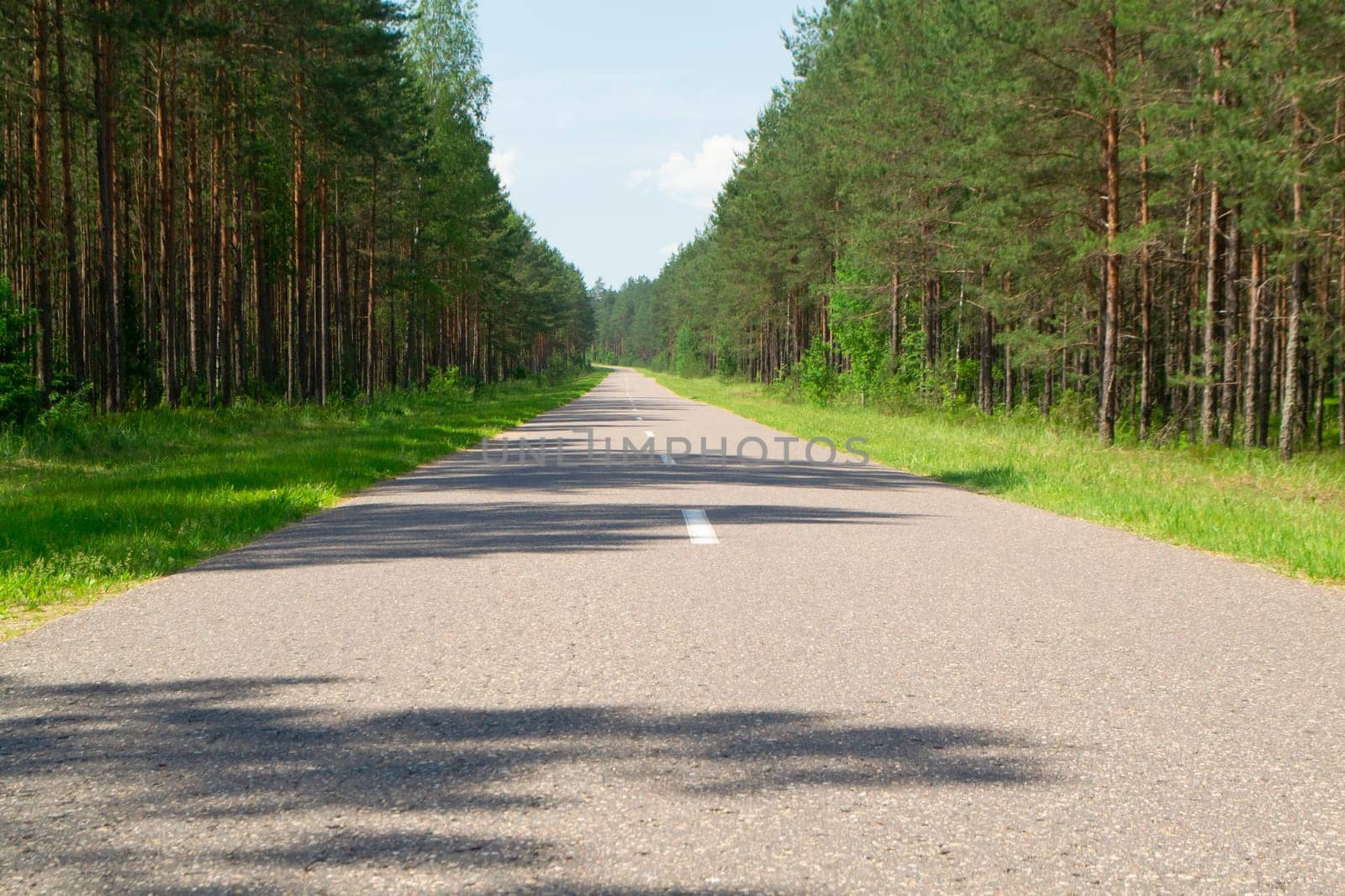 View of the wet road along the pine forest in Belarus