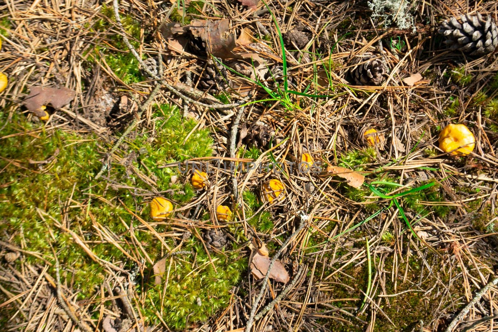 family of small orange chanterelles growing among the green moss in a pine forest. Glade of edible mushrooms. Top view