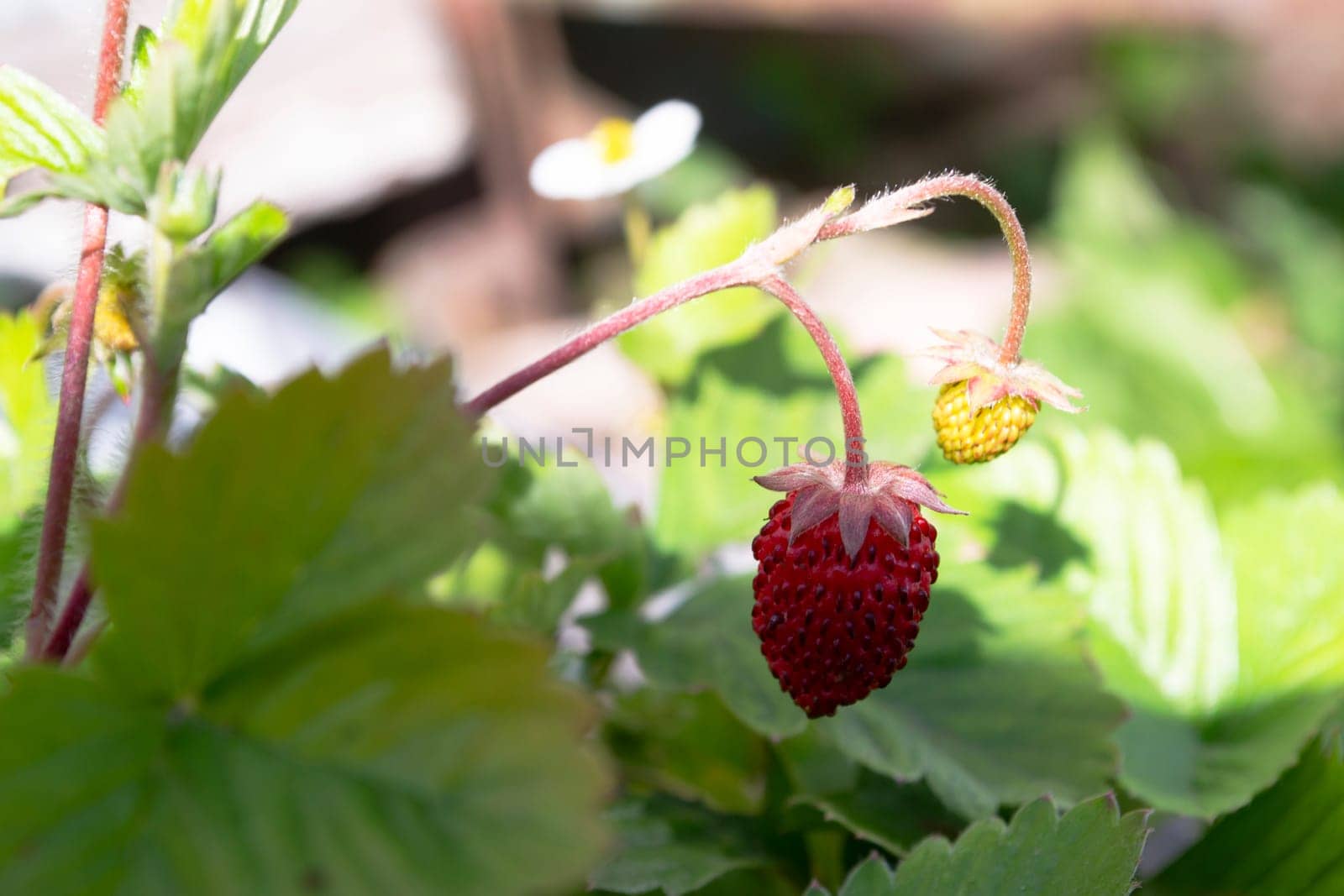 Red and green wild strawberry berries with white flowers close up. Wild strawberries bush in forest