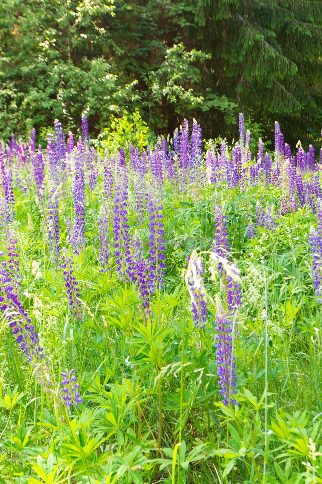 Lupin field with purple and blue flowers. Beautiful lupine flowers among bright greenery. Vertical image