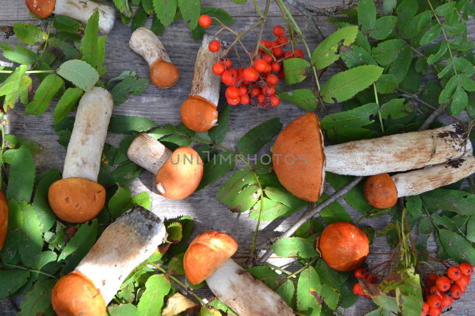 Fresh wild orange cap boletus mushrooms on a wooden table