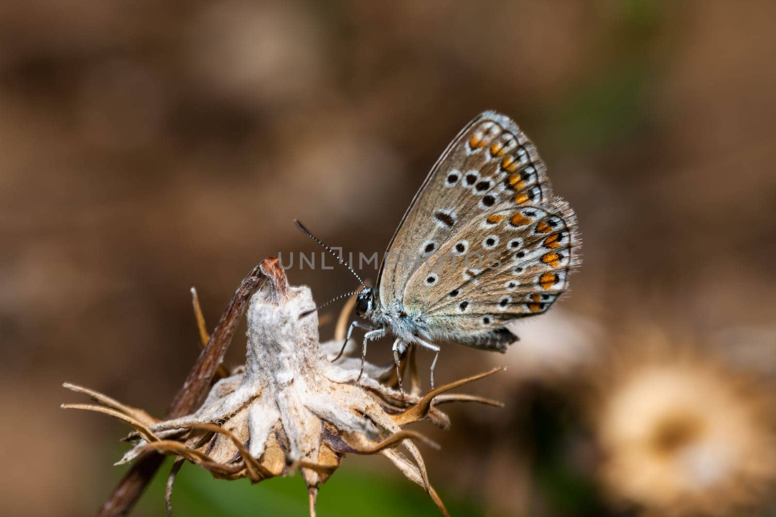 Plebejus argus, Silver Studded Blue common European butterfly in a meadow