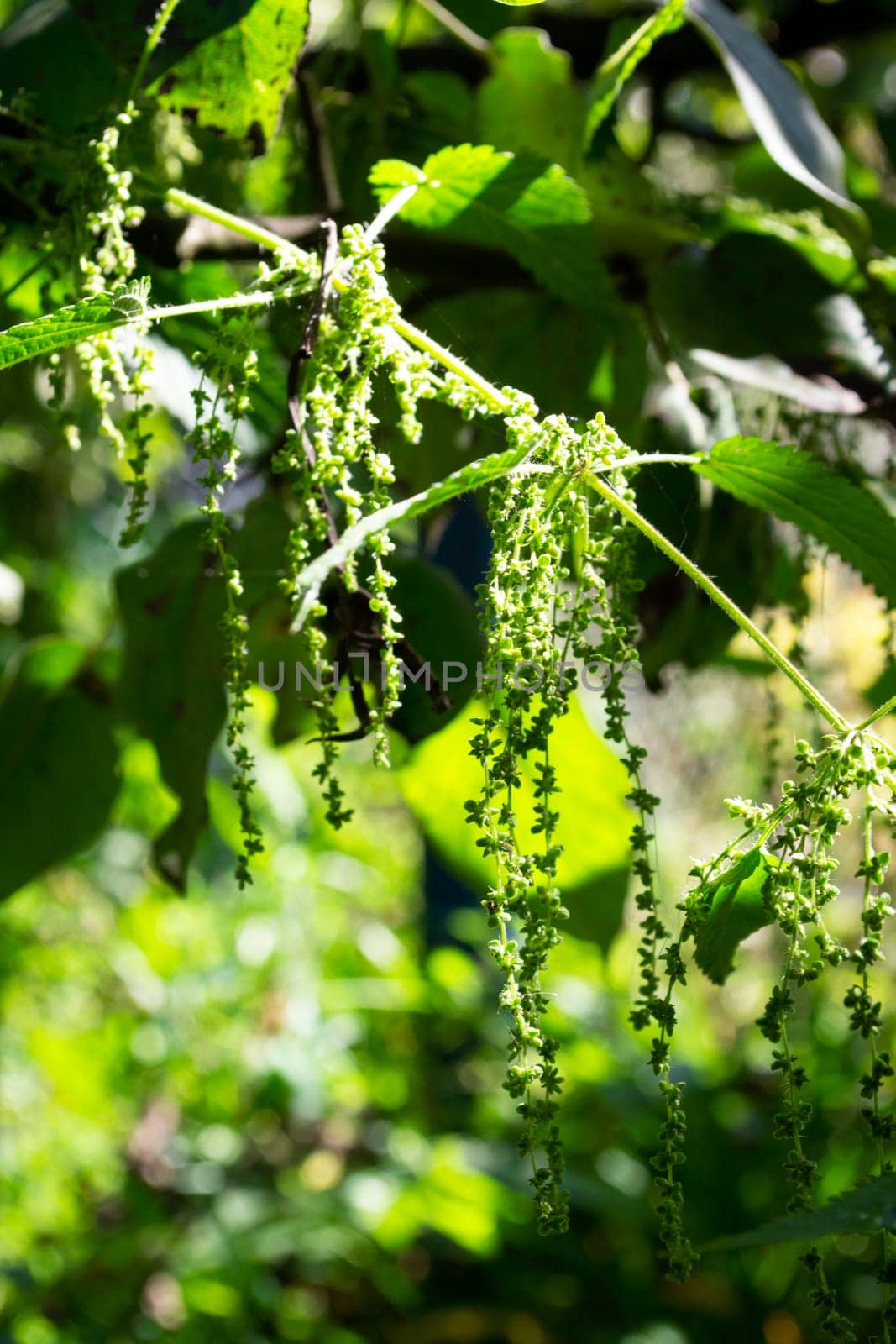 Urtica dioica, often called common nettle or stinging nettle, with nettle flowers close up. Vertical image