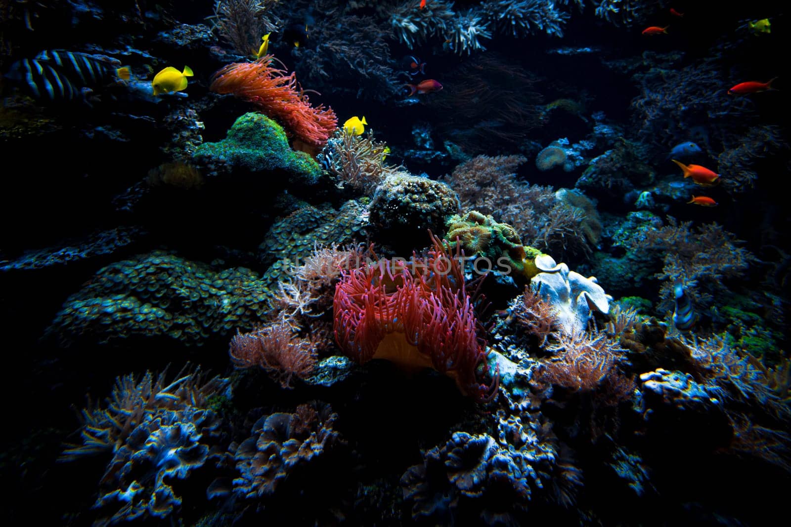 Underwater sea world. Colorful tropical fish. Life in the coral reef. Ecosystem.