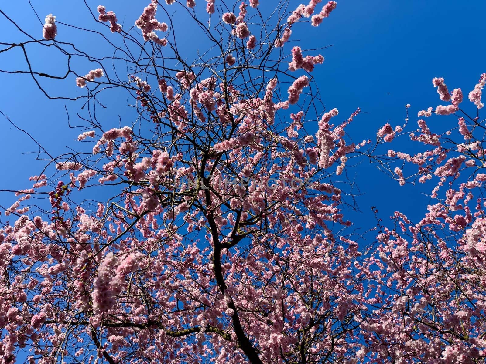 Beautiful sakura tree in the park