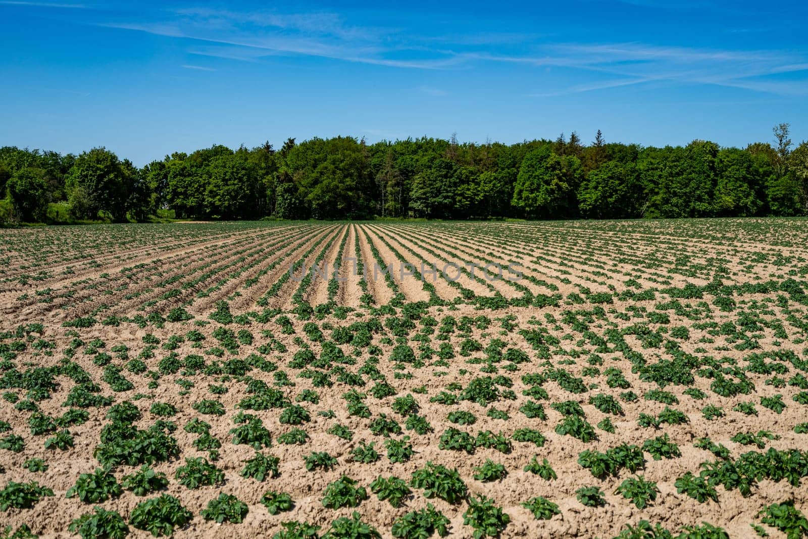 Green field of potato crops in a row