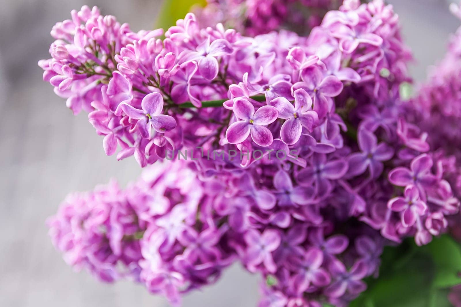 Spring blossom. Blooming lilac bush with tender tiny flower