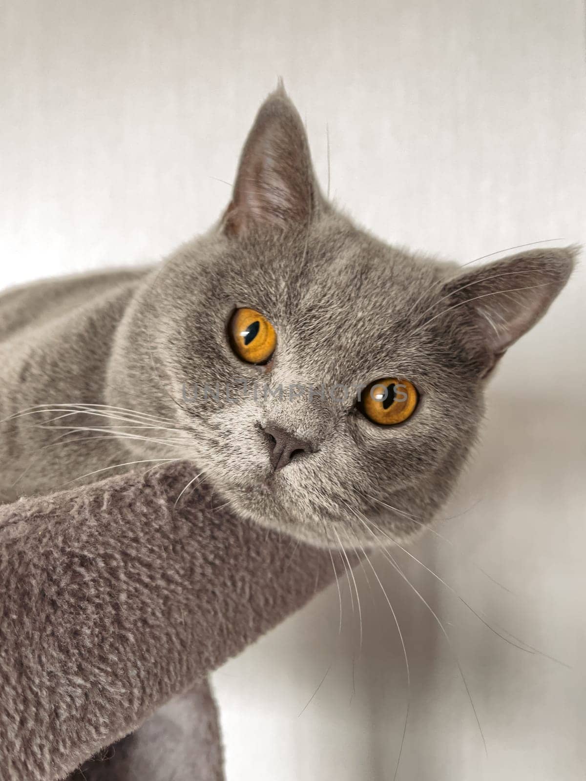 British Shorthair cat lying on table