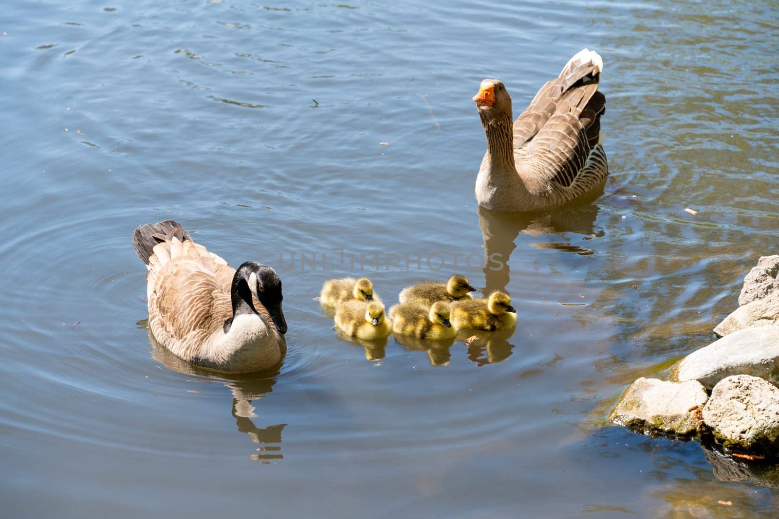 A mother and her family of ducks out on the river. Waterfowl from the duck family