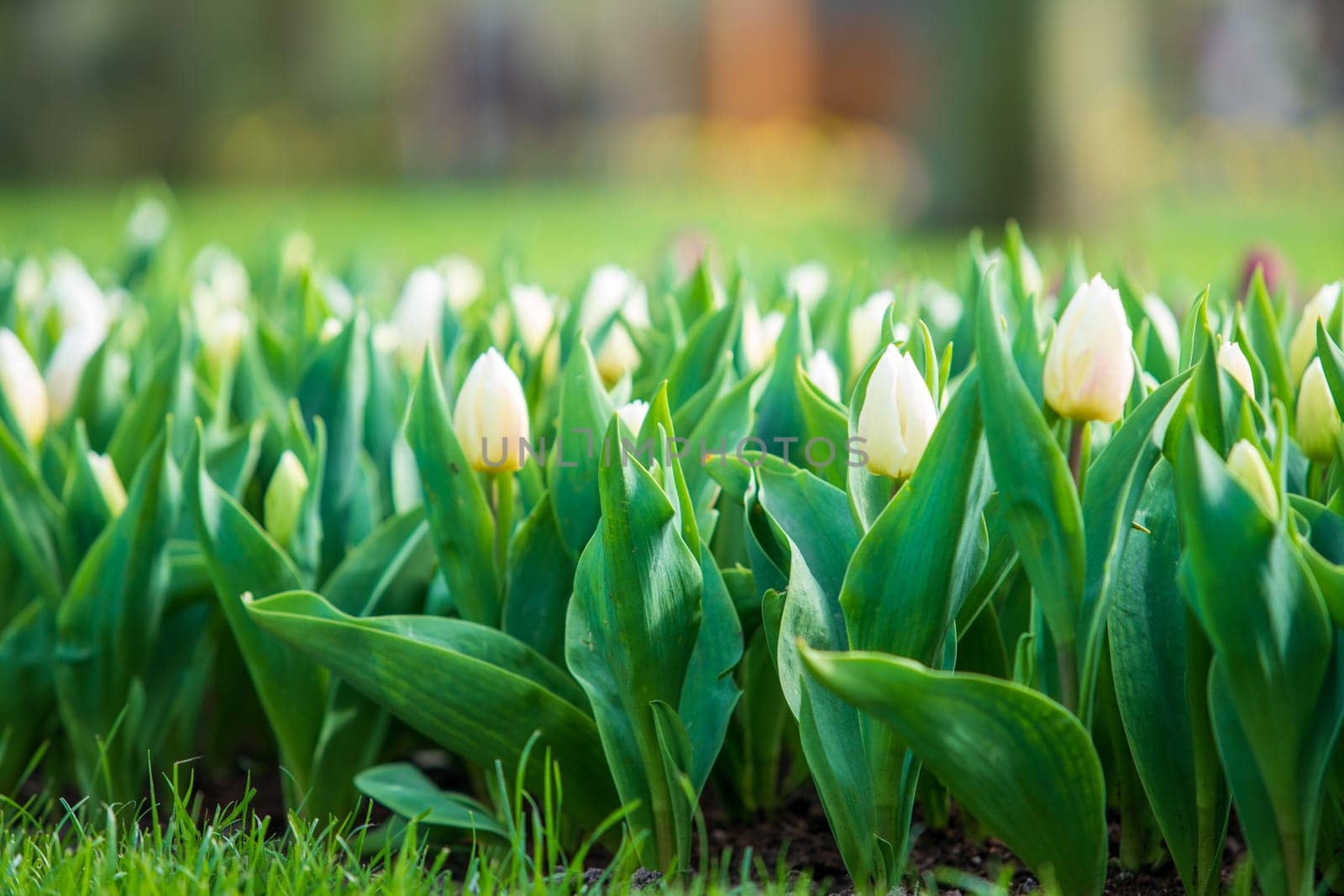 White tulip flowers blooming in a tulip field