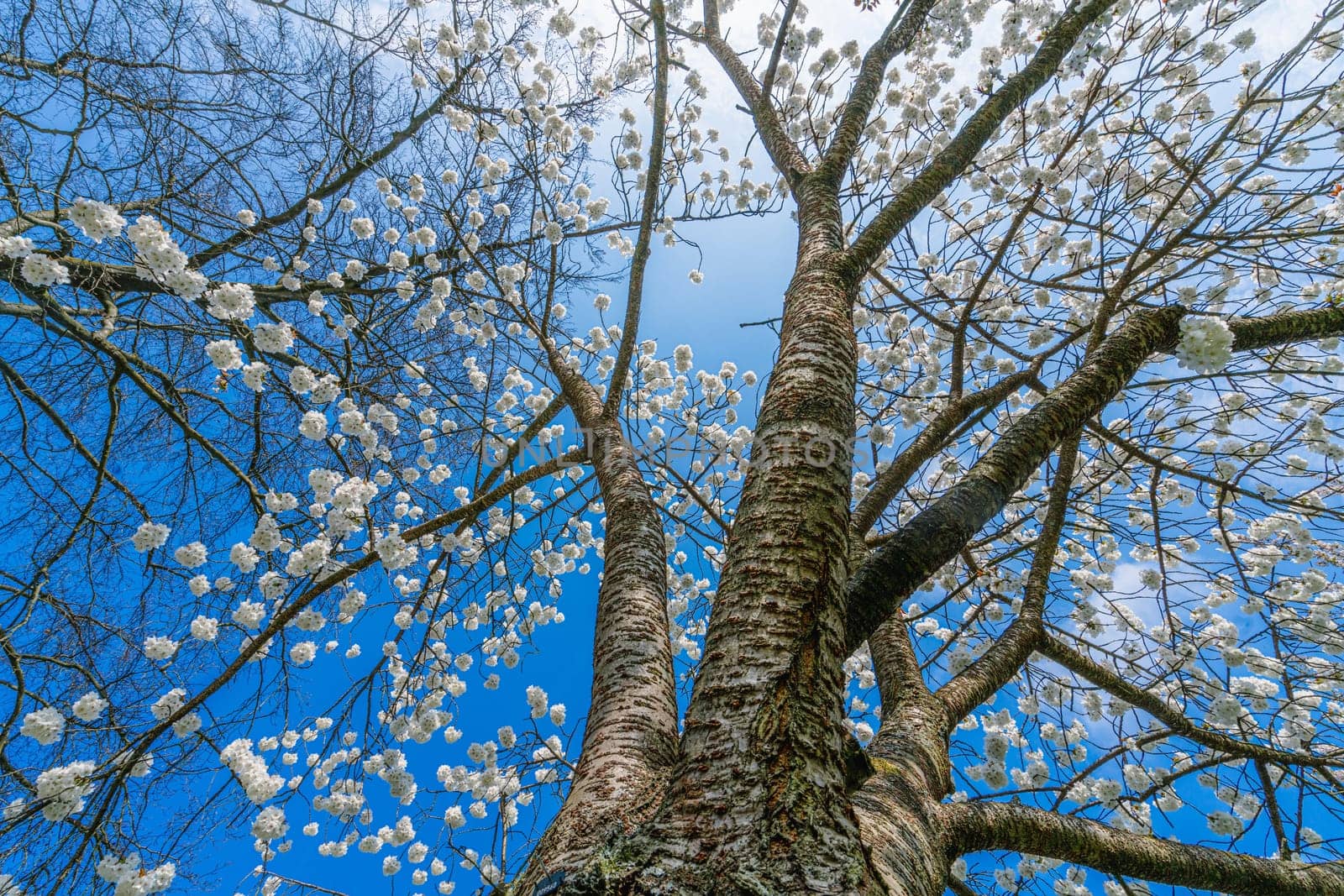 Beautiful nature scene with blooming tree and sun flare. Spring background