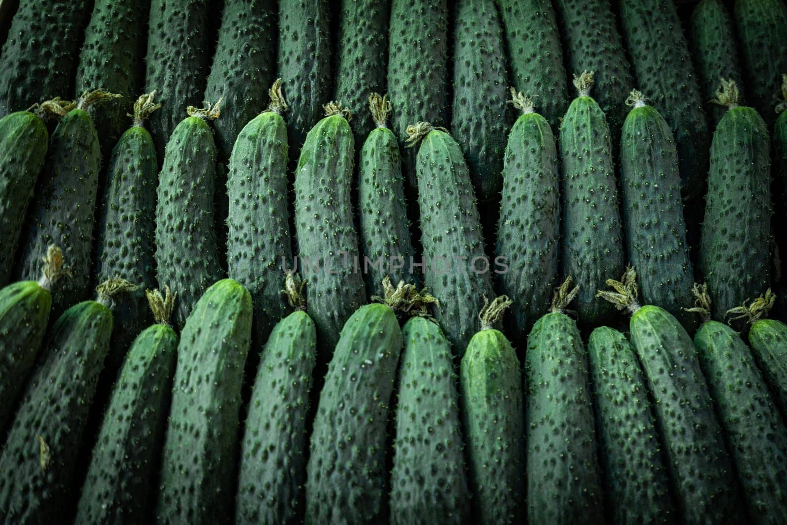 Pile of cucumbers. Cucumbers from the field