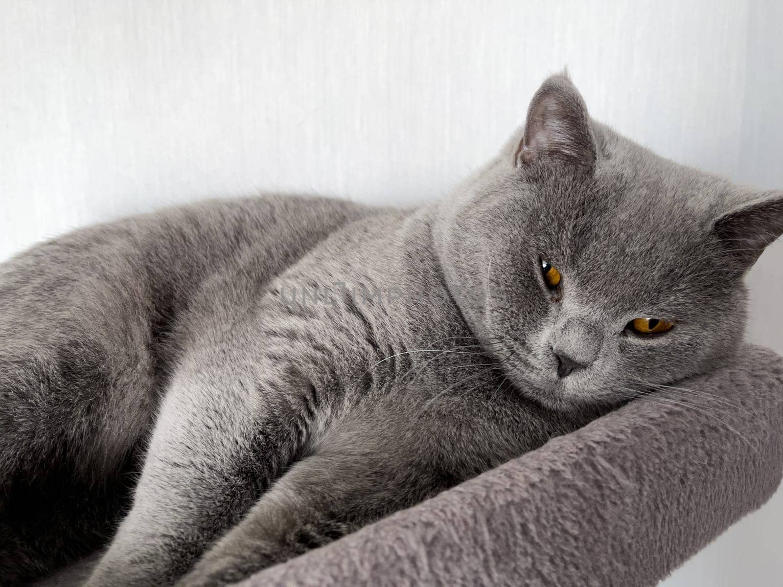The British Shorthair Young Cute Cat Sleeping