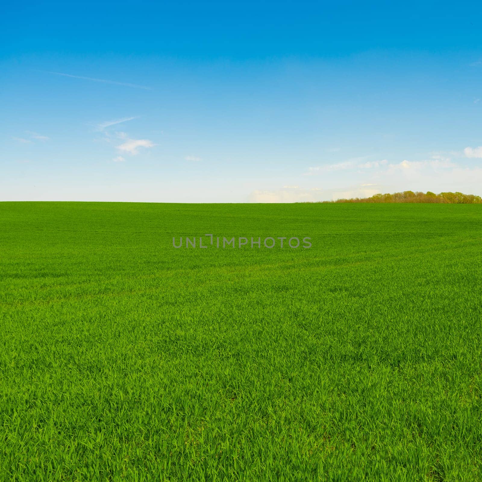 Idyllic grassland, rolling green fields, blue sky and white clouds in the background