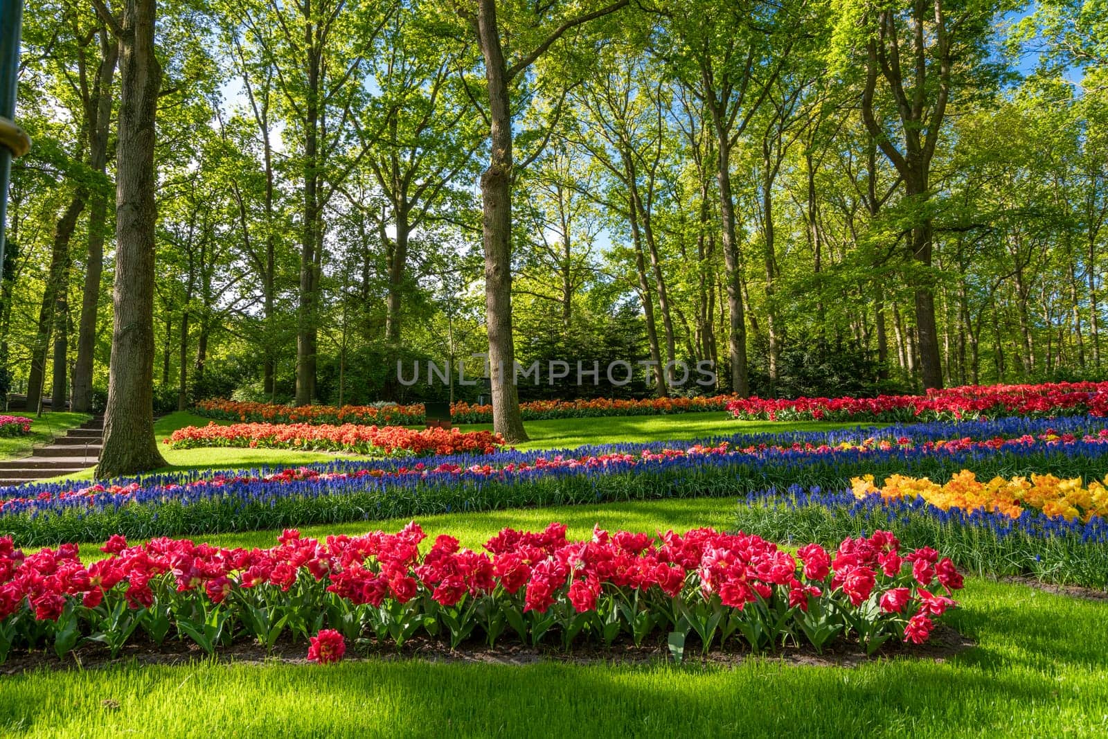 tulip flowers on flowerbed in city park