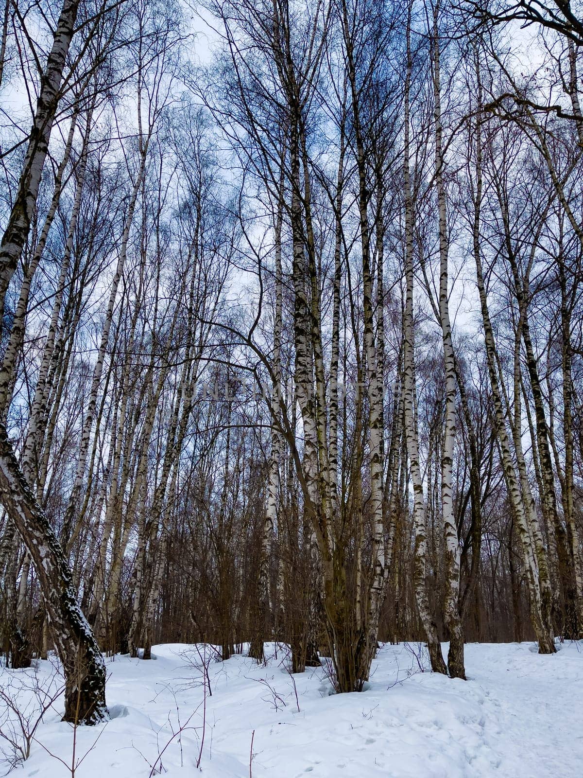 Winter landscape with snowy birch trees in the park