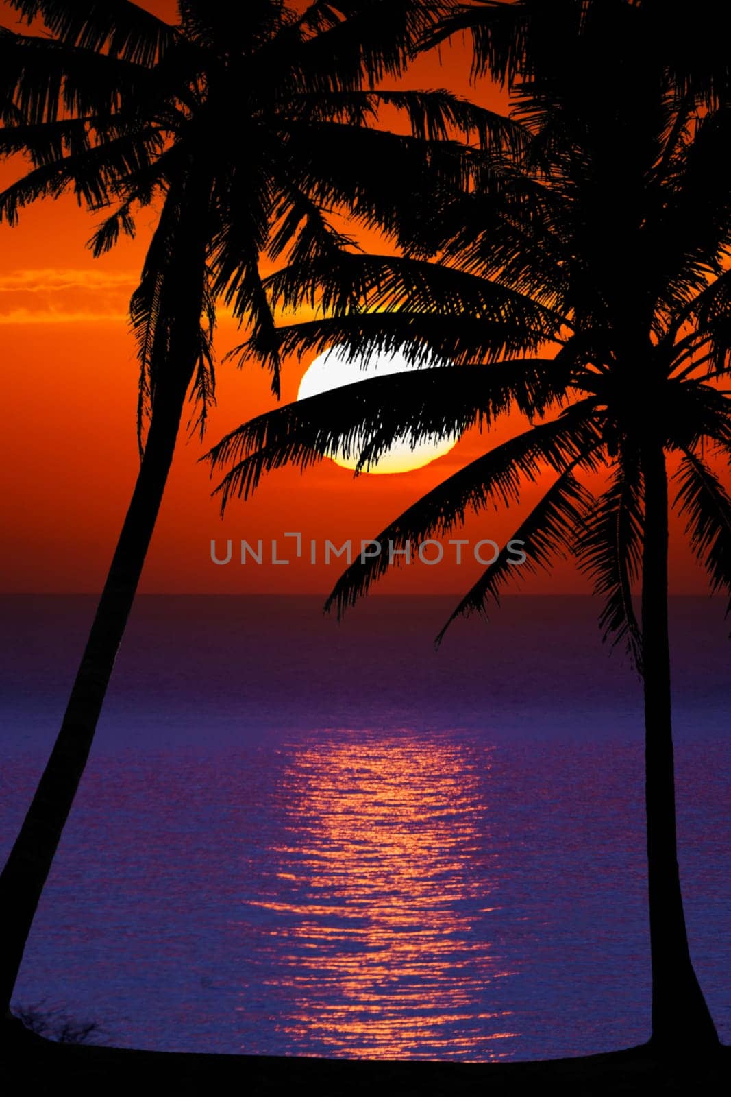 Nice sunset. Dark palm trees silhouettes on colorful tropical ocean sunset background