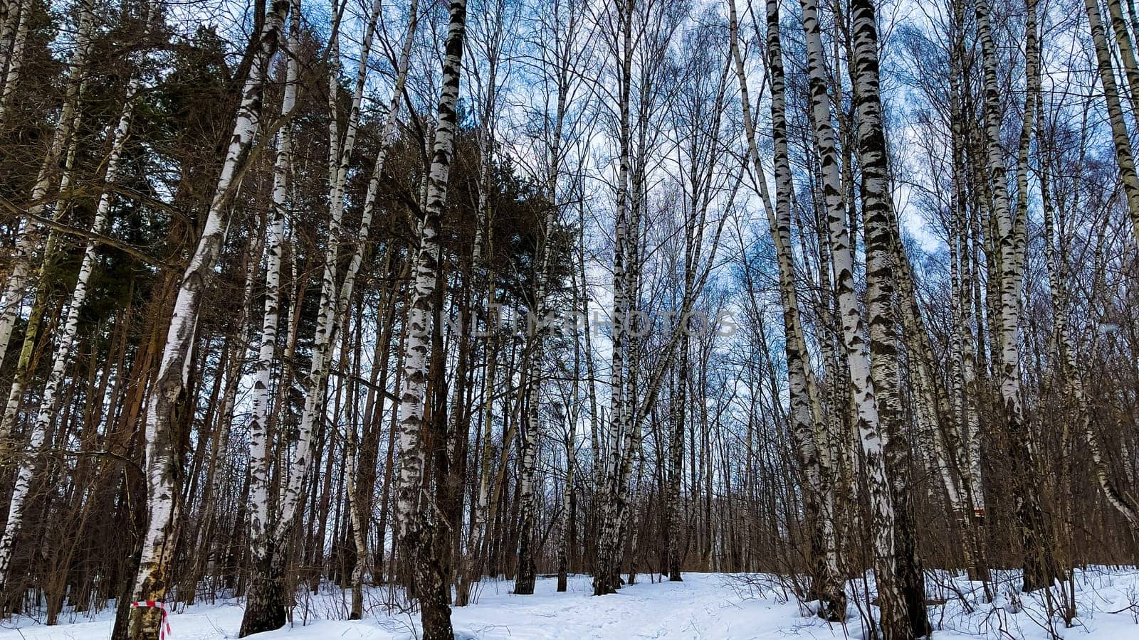 Winter landscape with snowy birch trees in the park