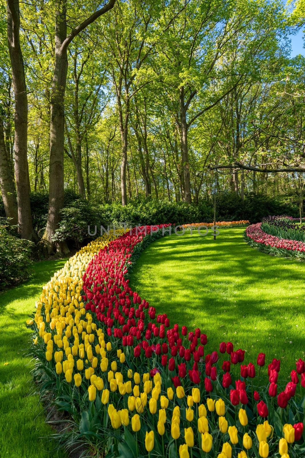 Blooming Garden of Europe, Keukenhof park. Netherlands