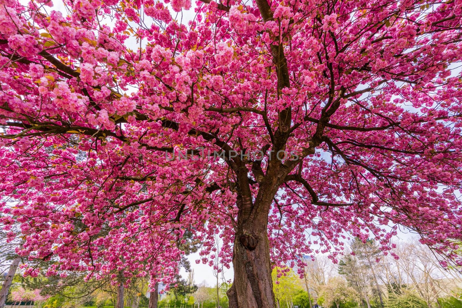Japanese cherry sakura with pink flowers in spring time on green meadow. Blossoming cherry sakura tree on a green field