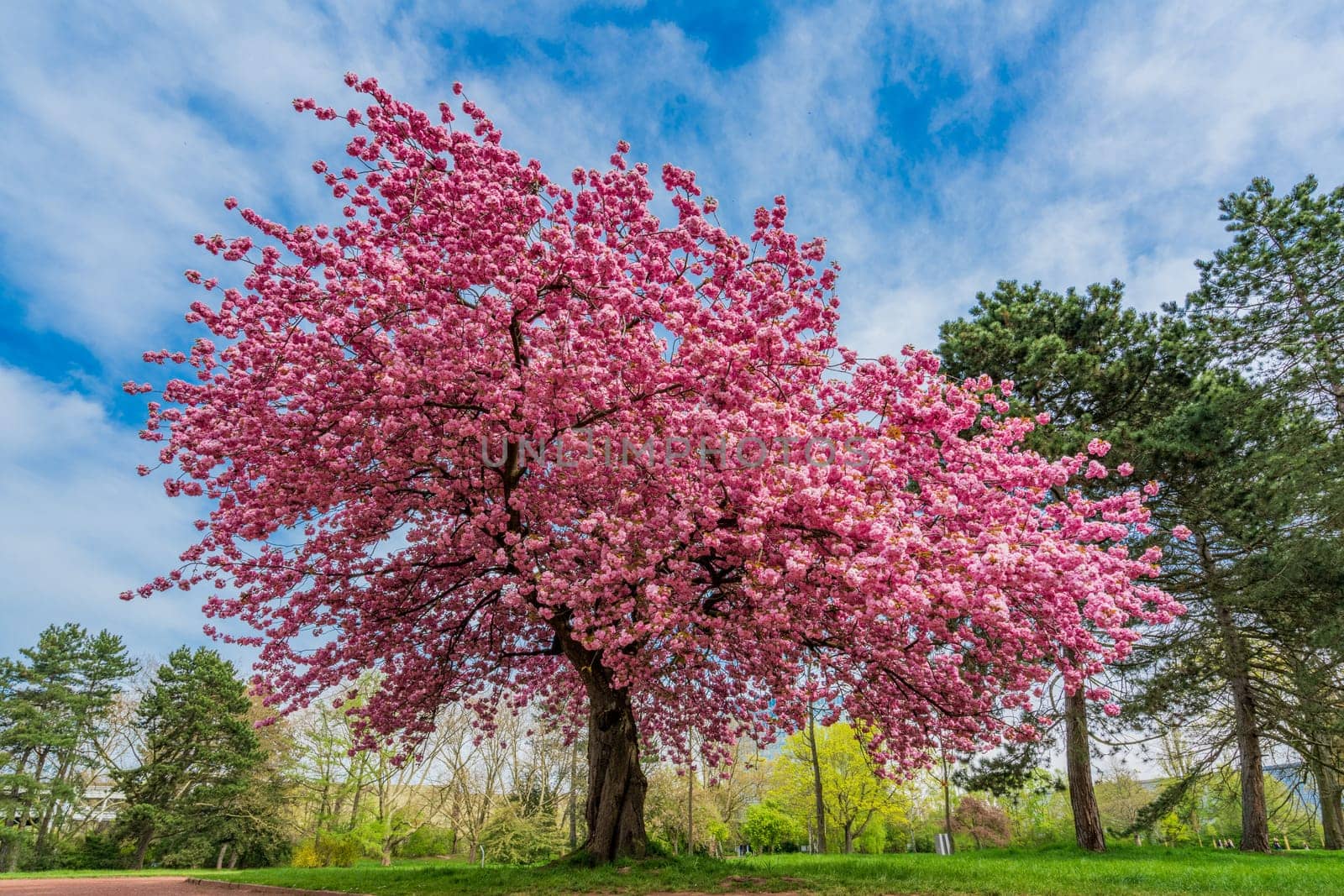 Japanese cherry sakura with pink flowers in spring time on green meadow. Blossoming cherry sakura tree on a green field