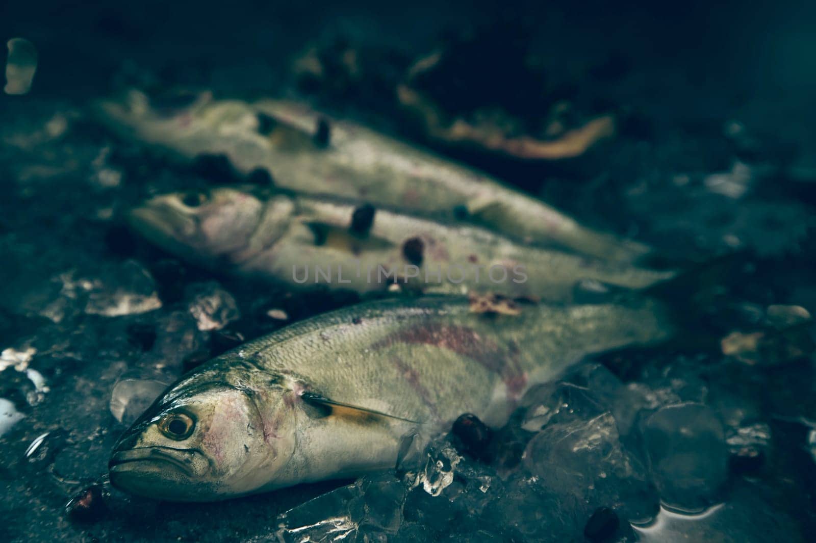 Stack of raw fish with gray scales placed on table with cold ice cubes in light kitchen during cooking preparation