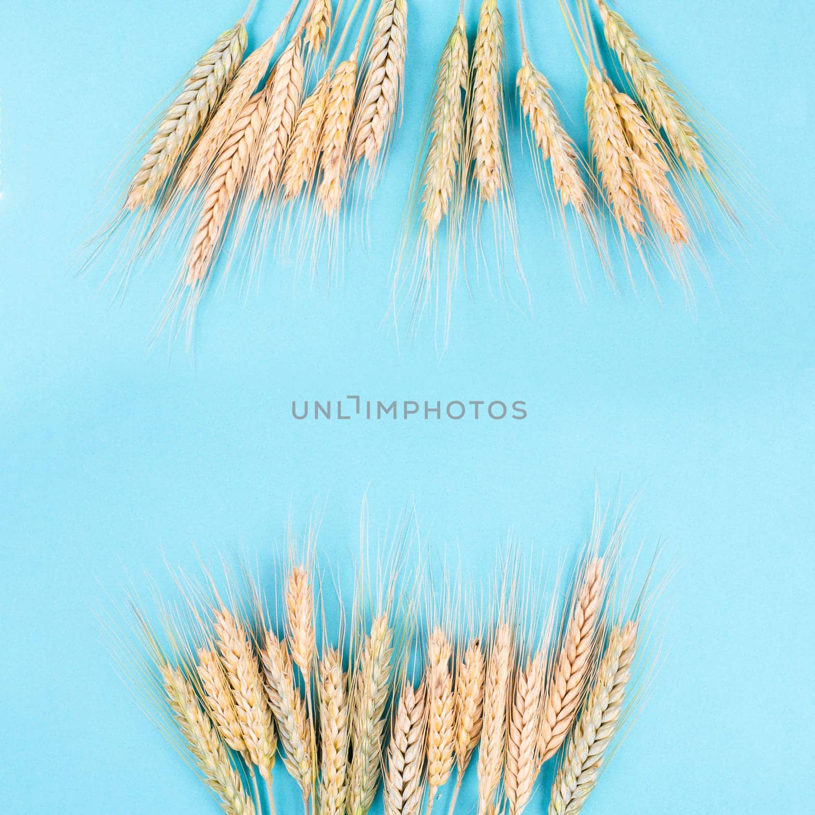 Wheat crop on a blue background, copy space for text, food harvest in the summer, golden straw